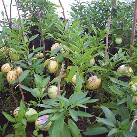 100 Hạt giống dưa petino - Nhập khẩu Tứ Xuyên nguyên bao bì
