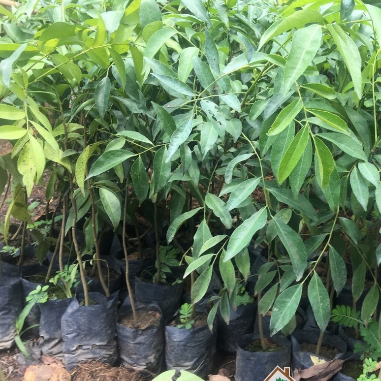 Cây Mắc Mật Giống  Lá Làm Gia Vi Nướng Thịt