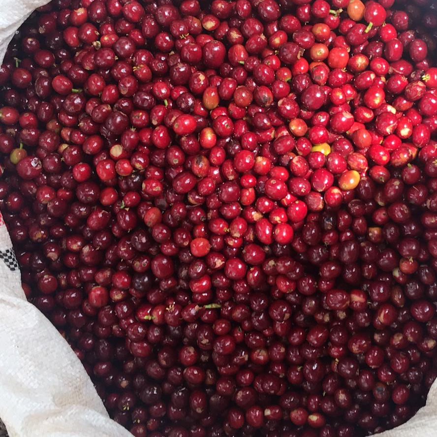 Cà Phê Ethiopia Shakiso Natural - rang mới - grindclub.coffee