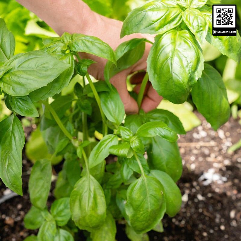 Hạt giống Húng Tây Basil