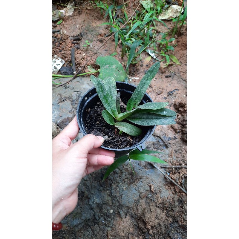 Lan hài gấm thuần vườn