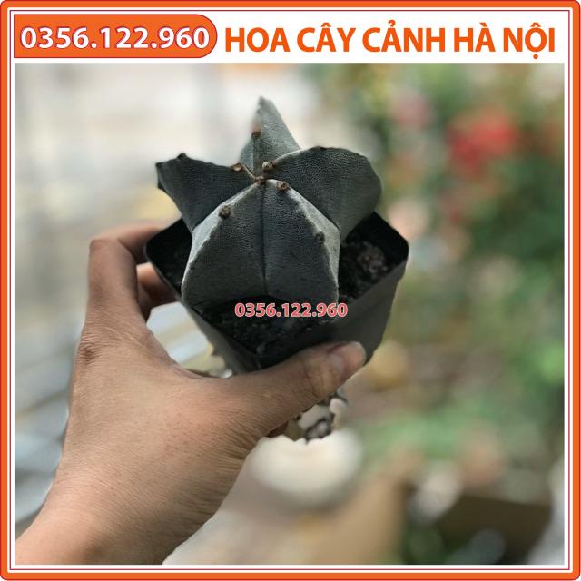 Cây xương rồng Astro size 10cm