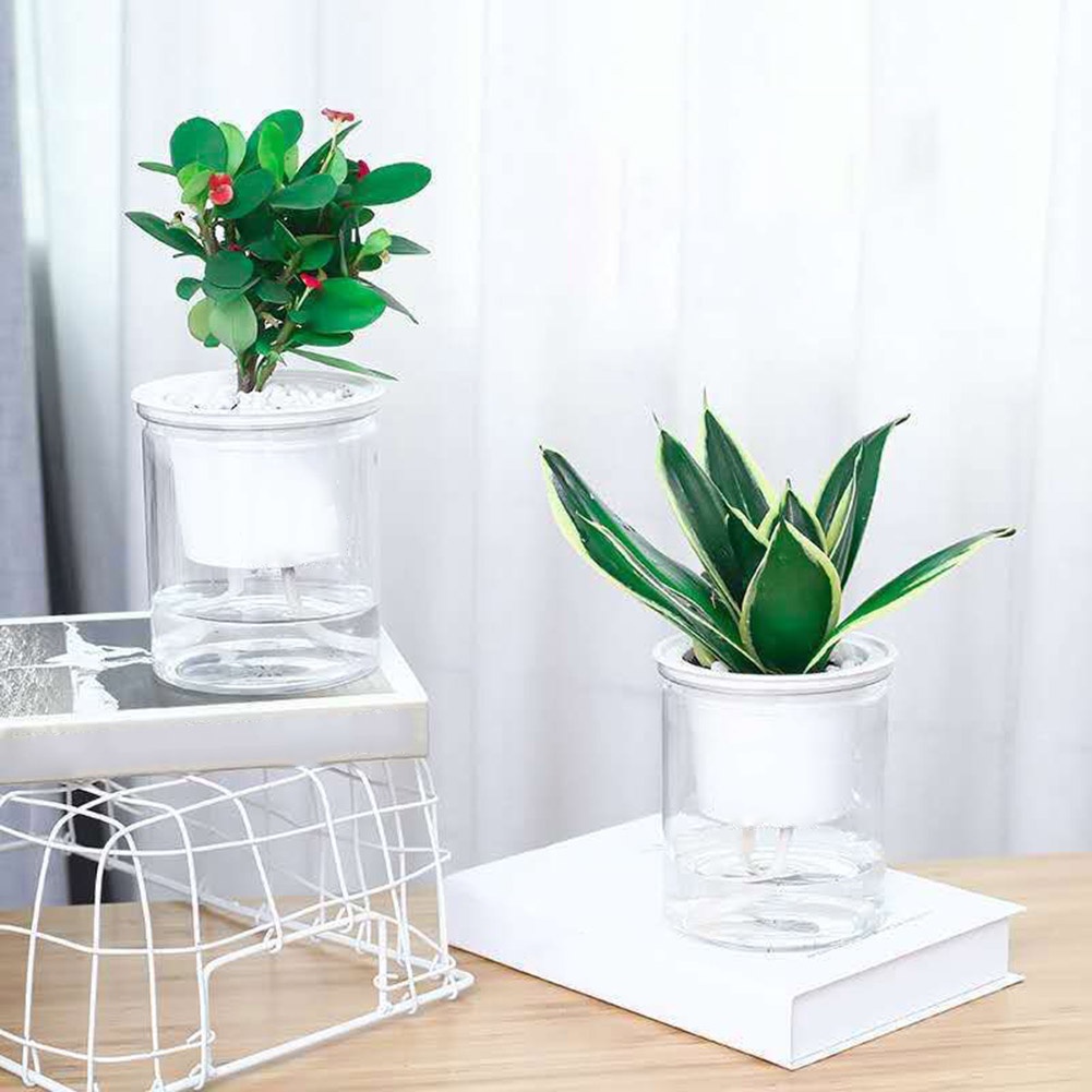 Chậu trồng cây thủy canh tự tưới nước trong suốt tiện lợi chuyên dùng