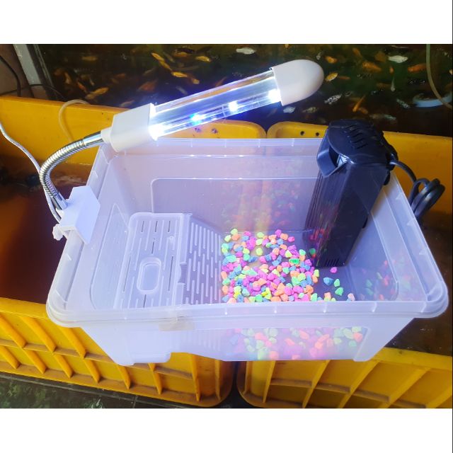 COMBO BỂ RÙA TRANG TRÍ SẴN 32X22X14CM 385K