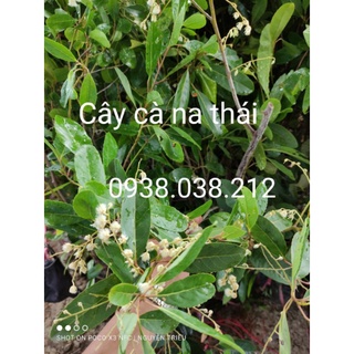 CÂY CÀ NA THÁI