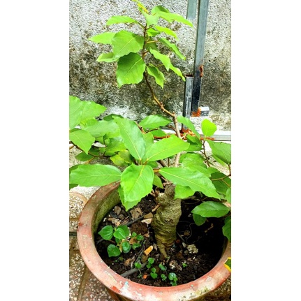Chậu cây sung cảnh