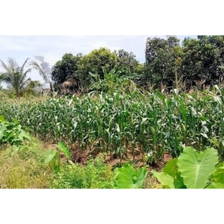 100g Hạt Giống Bắp Nếp
