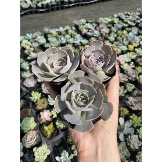 Sen Đá Bắp Cải Tím Cánh Nhăn