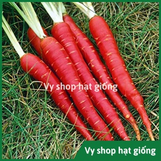 Hạt giống cà rốt đỏ Thái Lan gói 500 hạt