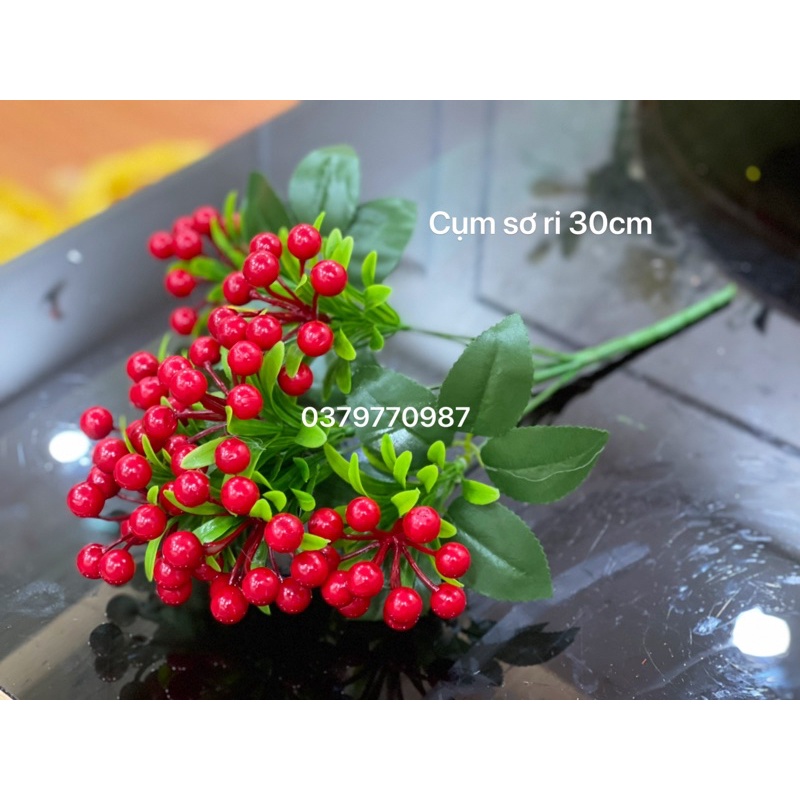 Cụm sơri đỏ, cành quả cherry