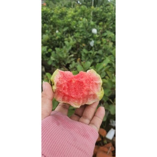 Cây 🌲 Ổi RuBy đang hoa đang trái)