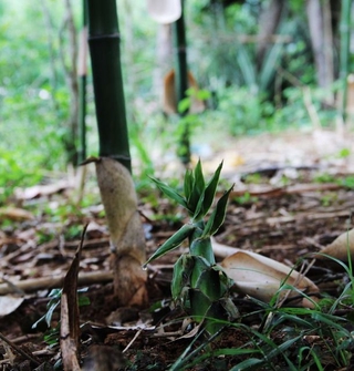 giống cây măng sặt( trúc cần câu)