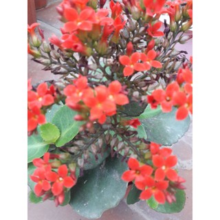 Cây hoa sống đời đơn