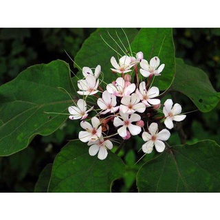 Cây giống bạch đồng nữ