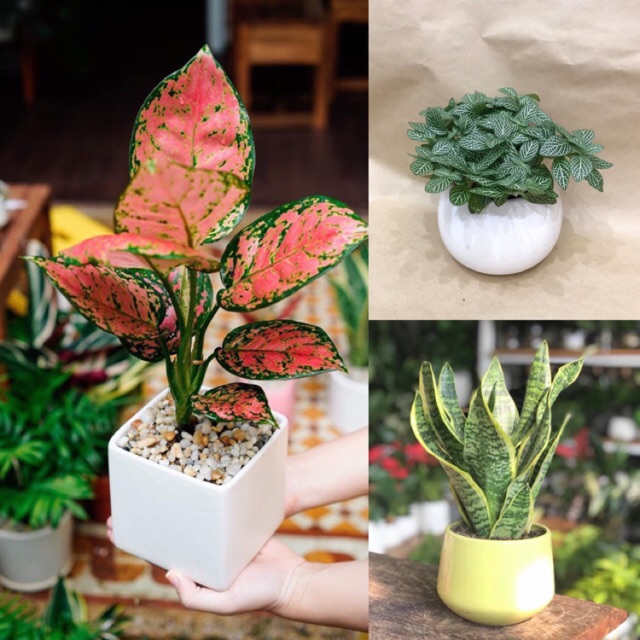 Combo 3 cây Lưỡi Hổ, Cẩm Nhung , Vạn Lộc