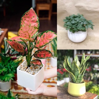 Combo 3 cây Lưỡi Hổ, Cẩm Nhung , Vạn Lộc