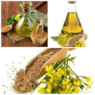 TINH DẦU MÙ TẠT (Mustard ) 100ml