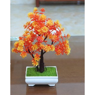 Chậu bonsai để bàn Cao Cấp