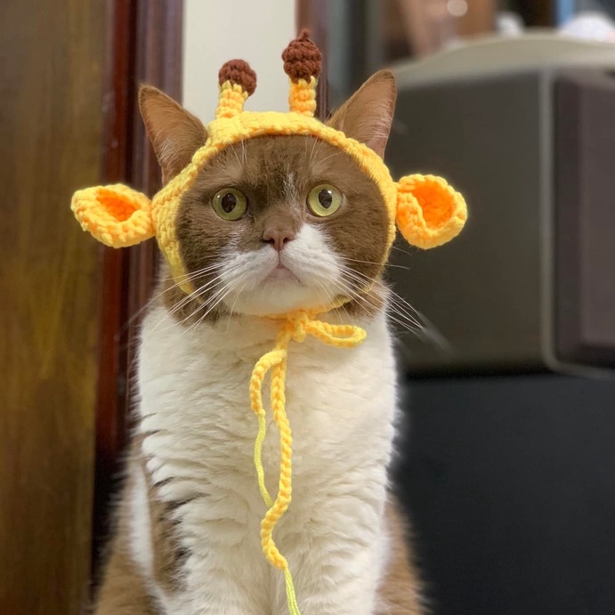 Mũ/nón phụ kiện móc len cho chó mèo cosplay con sâu