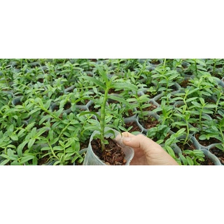 giã hạc 5ct juliet gieo hạt