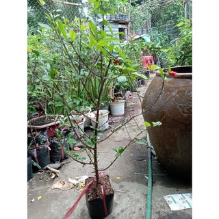 cây lựu đỏ ấn độ, nhánh chiết