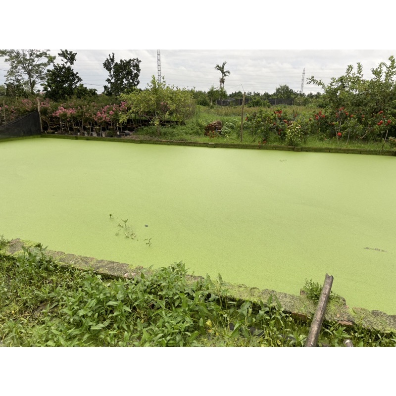 Bèo tấm bèo cám thuỷ sinh