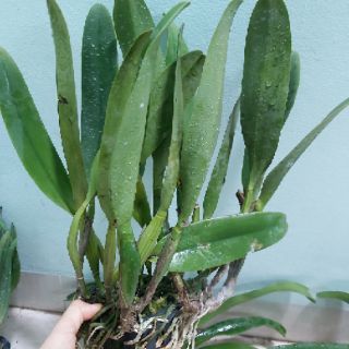 Cát lan cây trưởng thành