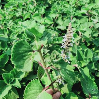 Siro ho thảo mộc dân gian 🌿🌿