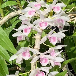 Hoa lan giả hạc, phi điệp VN201