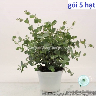 50h hạt giống cây lá bạc gunni silver drop