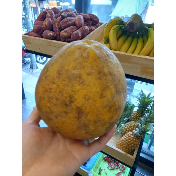 BƯỞI RUỘT ĐỎ HÒA BÌNH