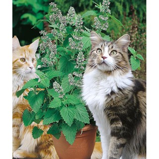 Hạt giống bạc hà mèo Catnip