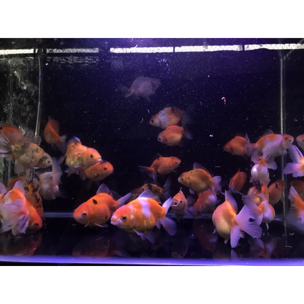 Vi Sinh E.M tỏi 250ml - trái cây 500ml