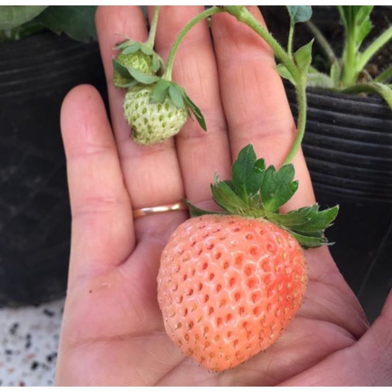 Combo 10 cây mô vỉ Dâu 🍓 ANH ĐÀO 🍑