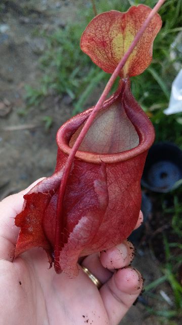 Cây nắp ấm N. viking x mirabilis