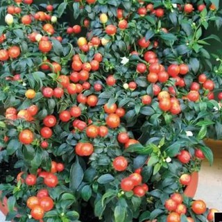Hạt giống Ớt bi ( ớt kiểng quả tròn ) 1 gói 30 hạt