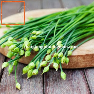 1GR - HẠT GIỐNG HẸ BÔNG Hạt Giống Nông Trại Xanh