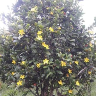 Hạt giống mai tứ quý