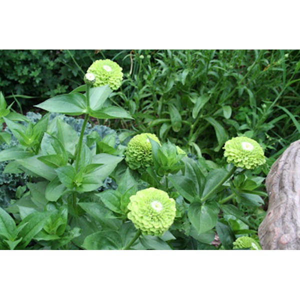 Hạt Giống Hoa Cúc Zinnia Xanh  -  - Dễ Trồng, Hoa To Đẹp