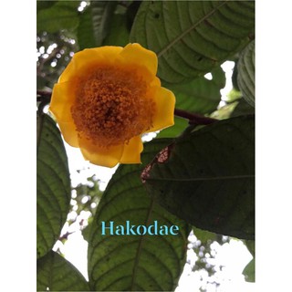 Trà hoa vàng hakoda Tam Đảo - cây giống ươm từ hạt