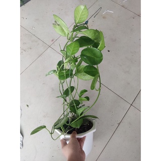 Cẩm cù Australis hoa cực thơm