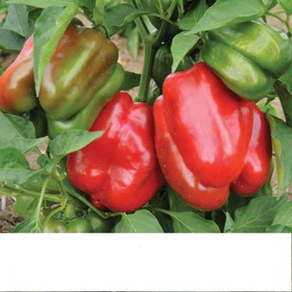 Hạt giống ớt chuông sai trái 0.1gr