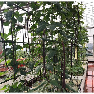 10GR - HẠT GIỐNG ĐẬU ĐŨA LEO ĐỎ