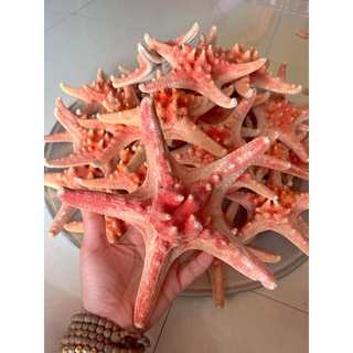 1 con sao biển đỏ to 18cm