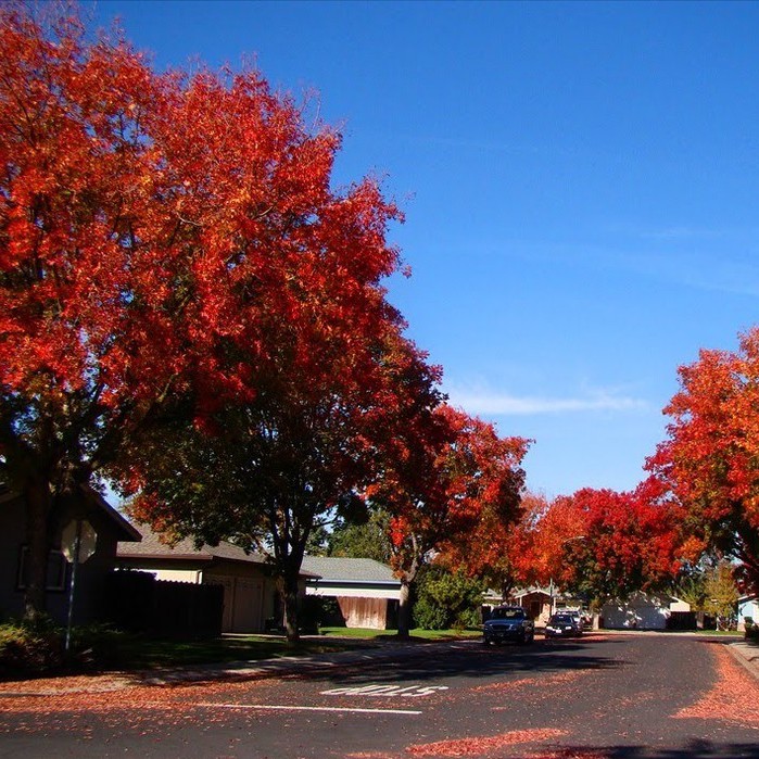 Hạt giống cây phong lá đỏ 10hạt TẶNG kèm 5 viên nén ươm hạt - HGT