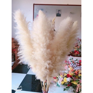 Bông lau xù Bigsize màu trắng ⚡ SIÊU XINH ⚡ Hoa cỏ lau size lớn trang trí bình bông trang trí sự kiện tiệc cưới độc lạ 