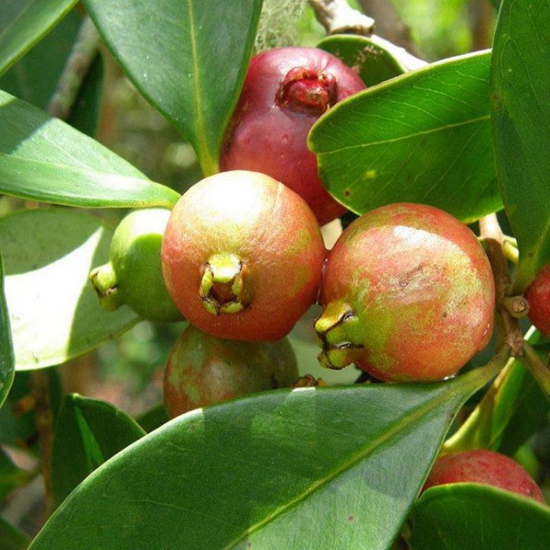 Cây giống ổi sim nhật- ổi dâu tây- Hoa kiểng Nguyễn Lộc- Cây giống chất lượng cao
