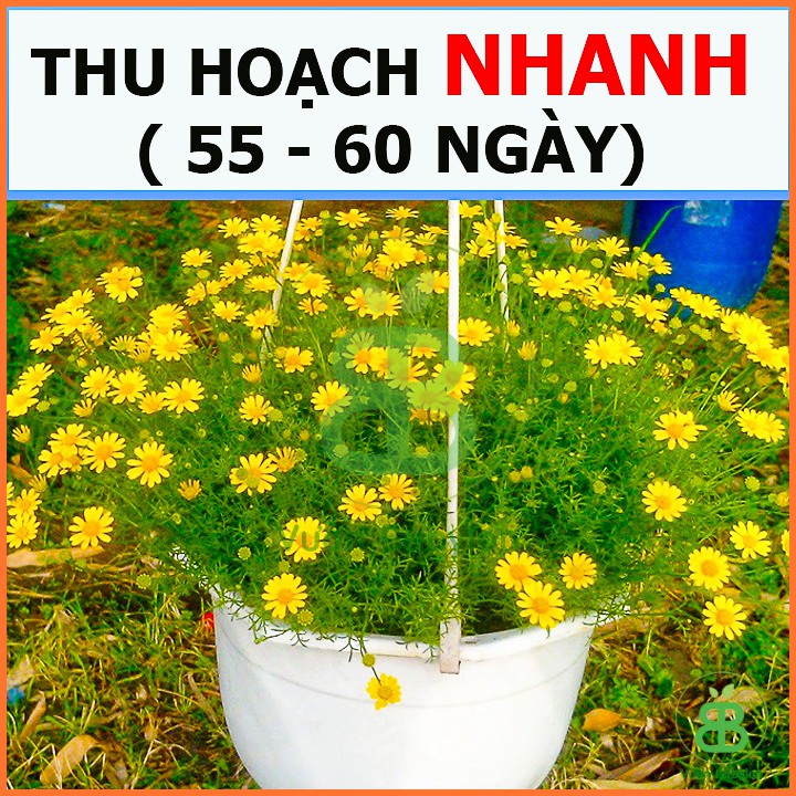 Hạt Giống Hoa Cúc Sao Băng Vàng