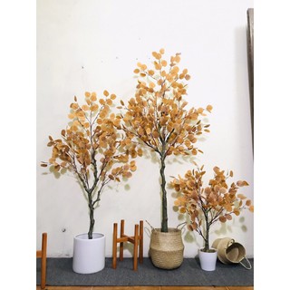Cây bạch đàn lá vàng giả - hằng decor