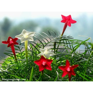 Hạt Giống Hoa Tóc Tiên Mix - 10 Hạt